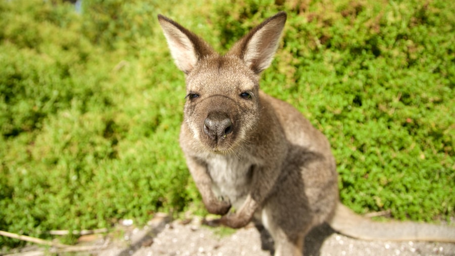 Coles Bay mit einem niedliche oder freundliche Tiere