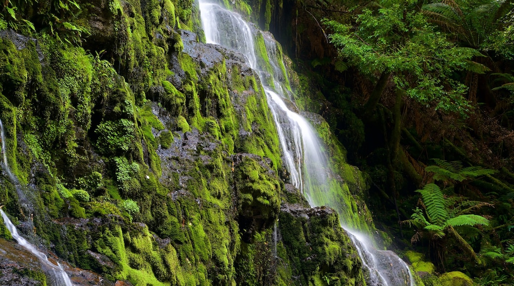 Franklin-Gordon Wild Rivers National Park inclusief een waterval