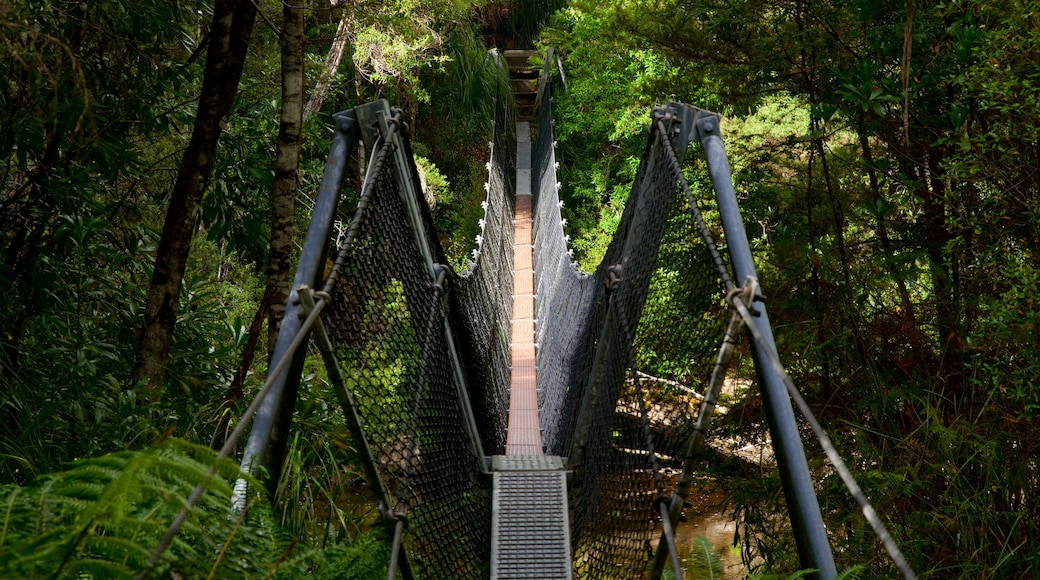 Parque Nacional Franklin-Gordon Wild Rivers ofreciendo bosques y un puente colgante o pasarela