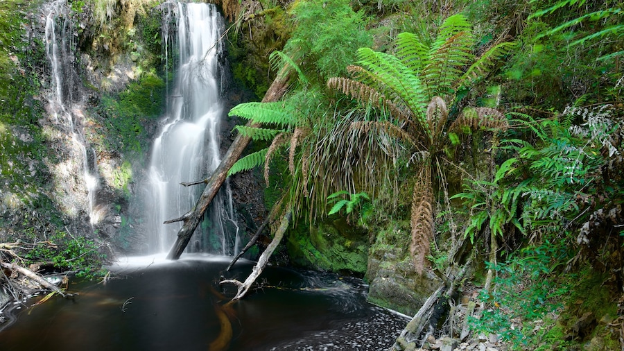 Costa occidentale della Tasmania mostrando cascata, fiume o ruscello e foresta