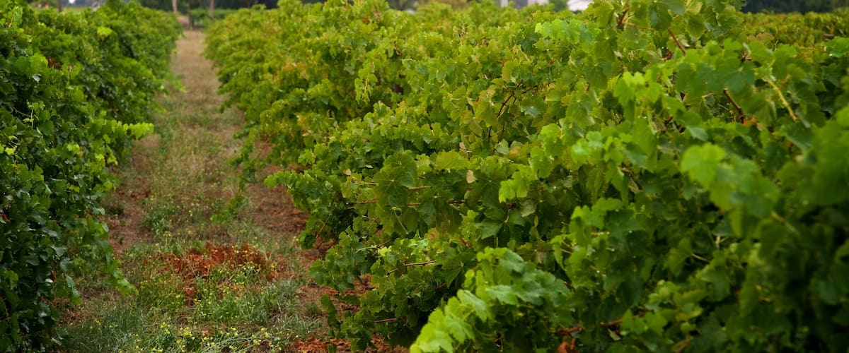 Comarcas Vinícolas de Padthaway y Coonawarra