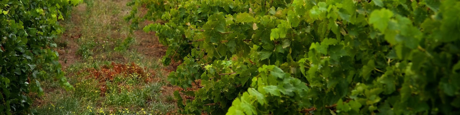 Padthaway and Coonawarra Wine Regions