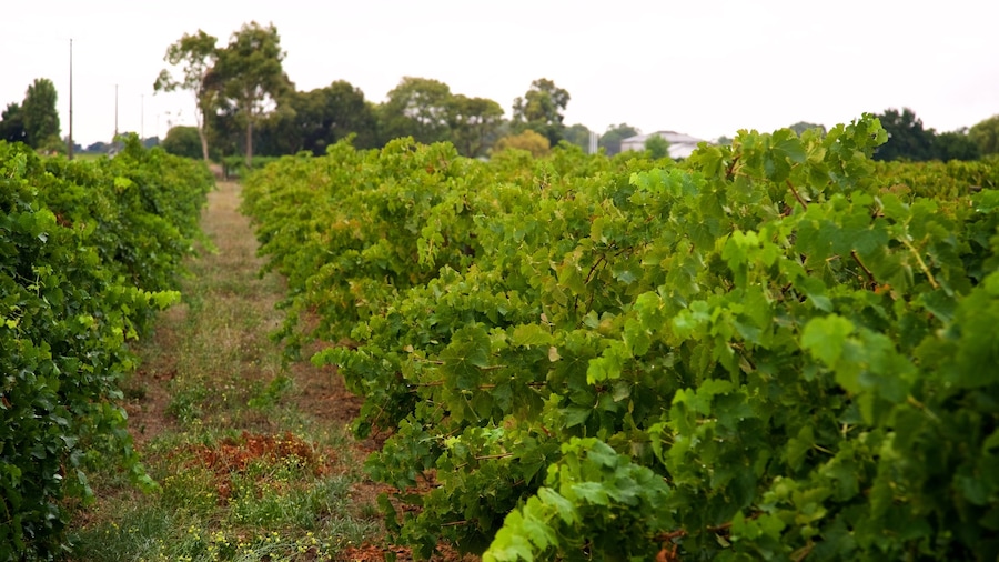 Padthaway and Coonawarra Wine Regions bevat akkerland