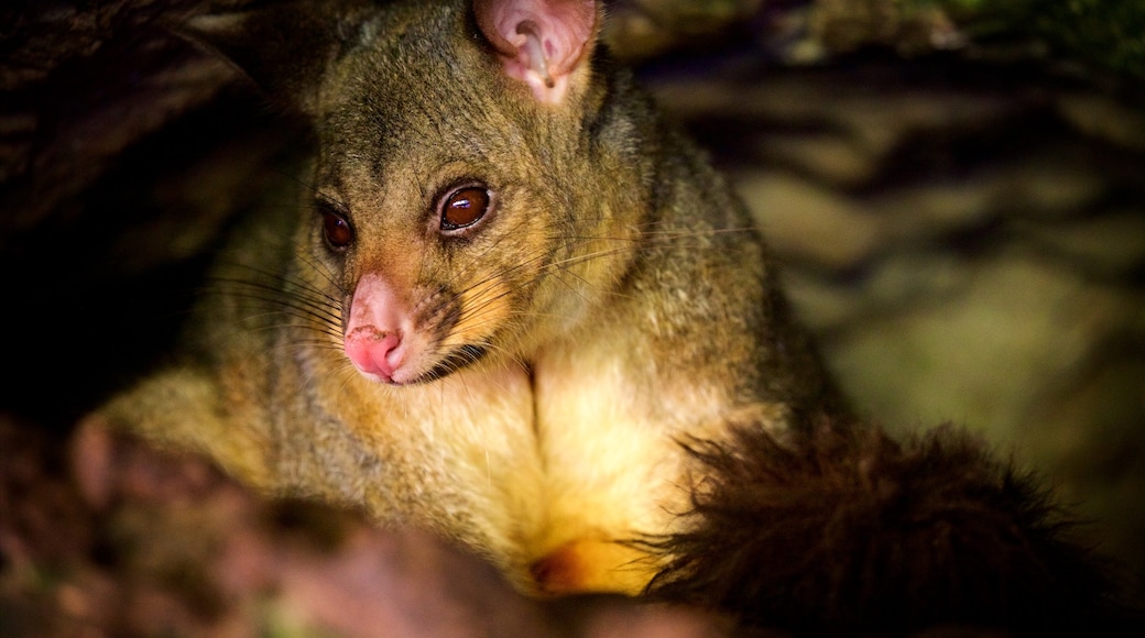 Mount Gambier showing cuddly or friendly animals