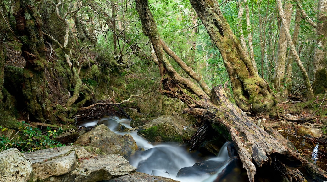 Cradle Mountain que incluye un río o arroyo y paisajes forestales