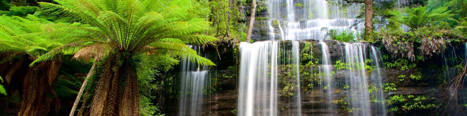 Russell Falls featuring forests and a waterfall