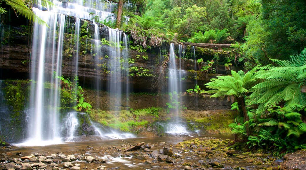 Mt. Field National Park presenterar en kaskad