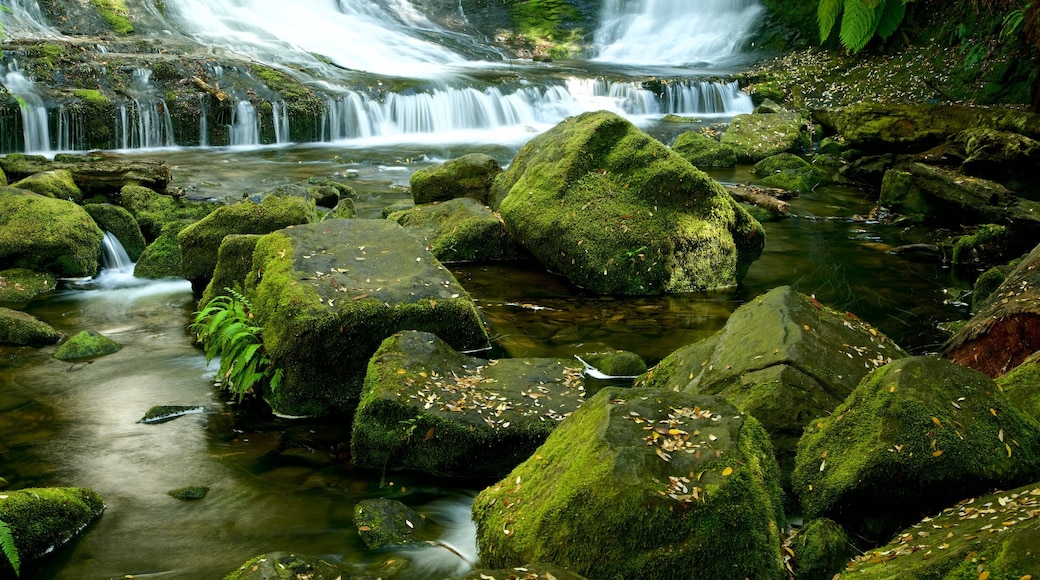 Mt. Field National Park featuring a river or creek
