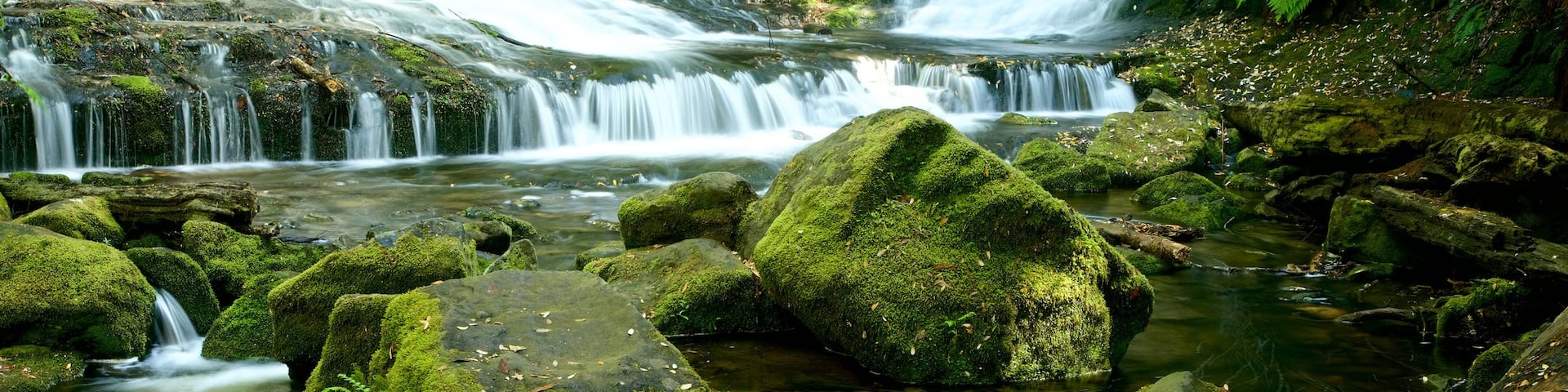 Mt. Field National Park