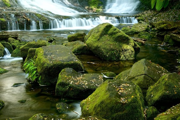 Mt. Field National Park
