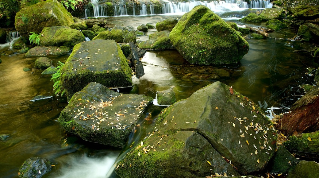 Mt. Field National Park mostrando fiume o ruscello