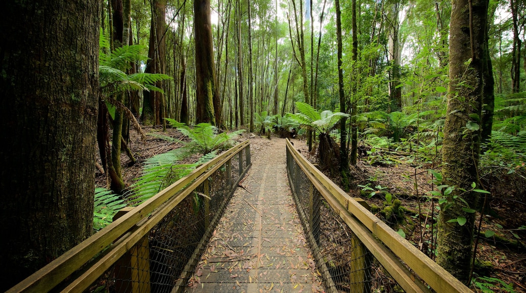 Mt. Parque Nacional Field que incluye bosques