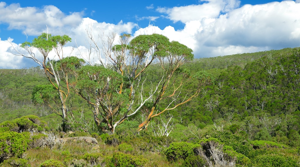 Mt. Field National Park som inkluderar stillsam natur