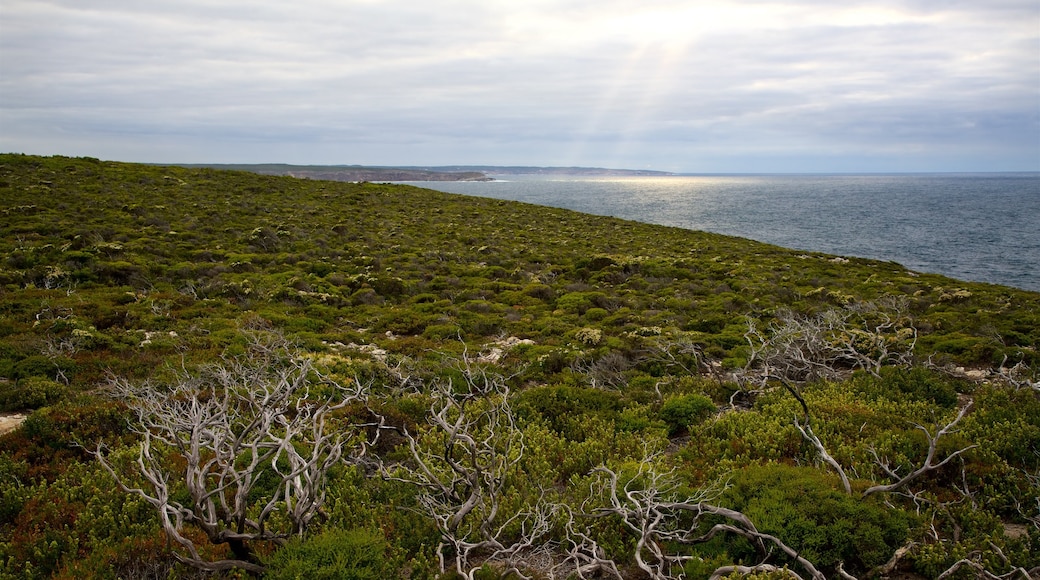 Flinders Chase National Park mostrando vista della costa