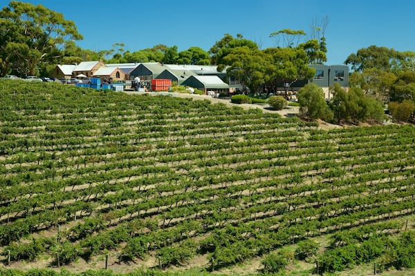 Weingut Chapel Hill Winery das einen Farmland