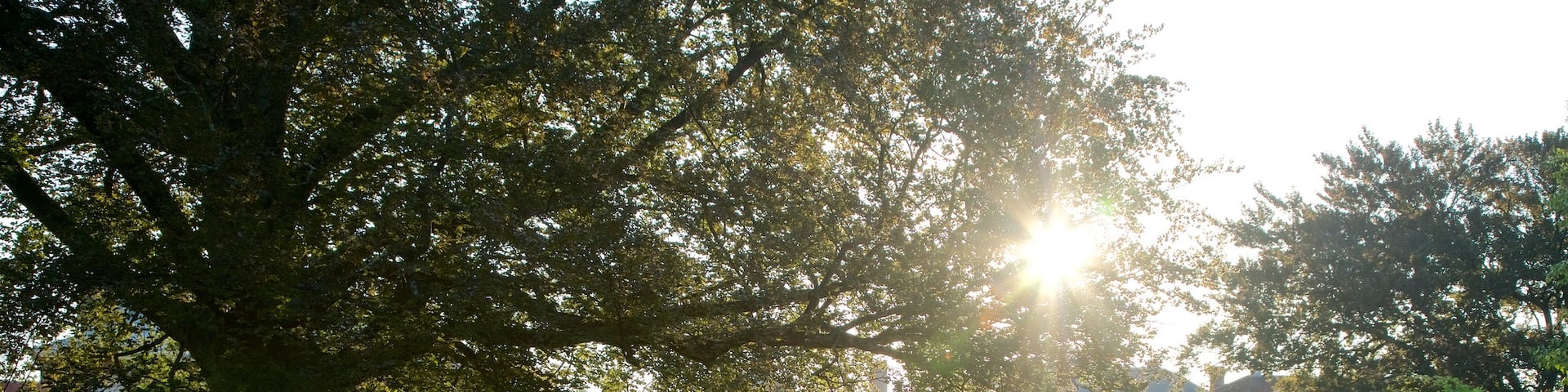 City Park