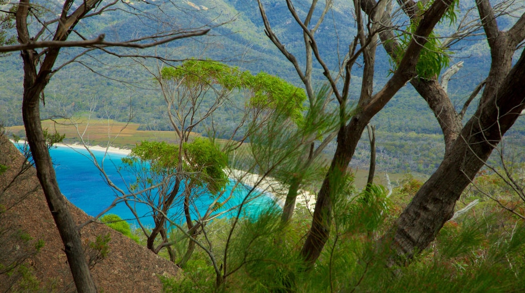 Wineglass Bay som visar en hamn eller havsbukt och stillsam natur