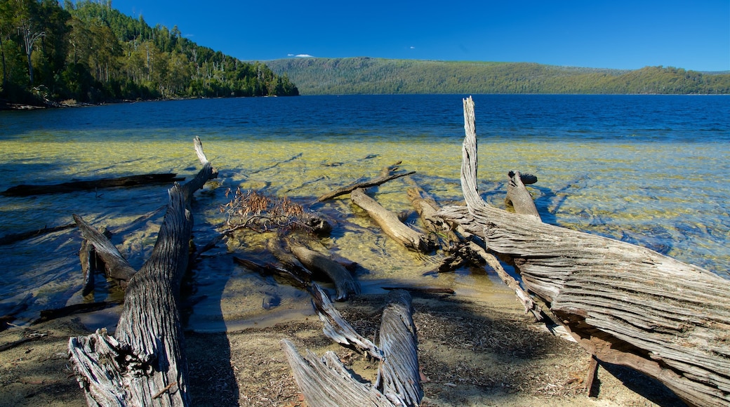 Lake St Clair National Park which includes wetlands and a lake or waterhole