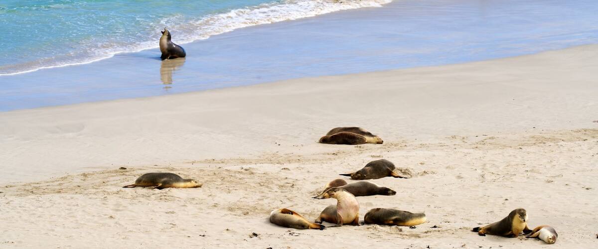 Seal Bay Conservation Park showing general coastal views, marine life and a sandy beach