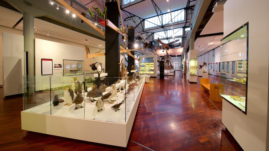 Queen Victoria Museum qui includes patrimoine historique et vues intérieures