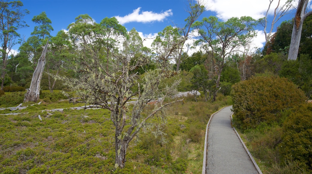 Enchanted Nature Walk showing tranquil scenes