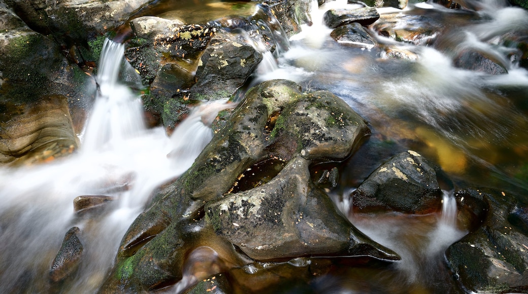 Passeggiata nella natura incantata che include fiume o ruscello