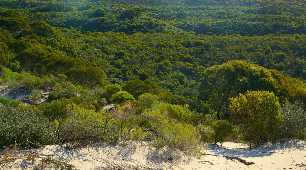 Kangaroo Island som visar stillsam natur