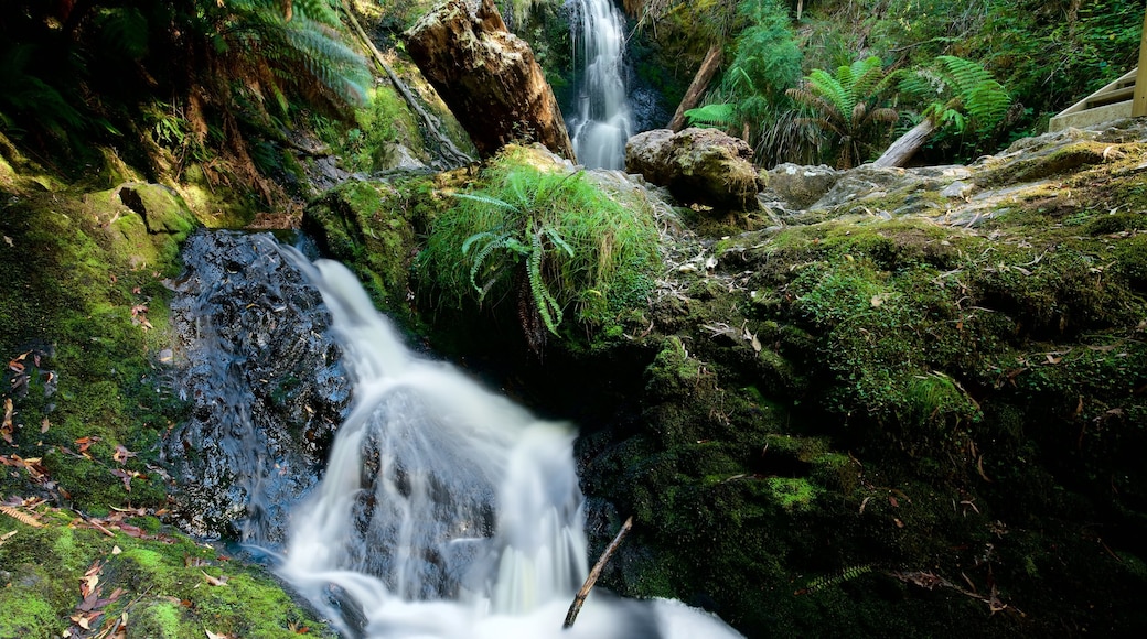 Strahan que incluye selva y cataratas
