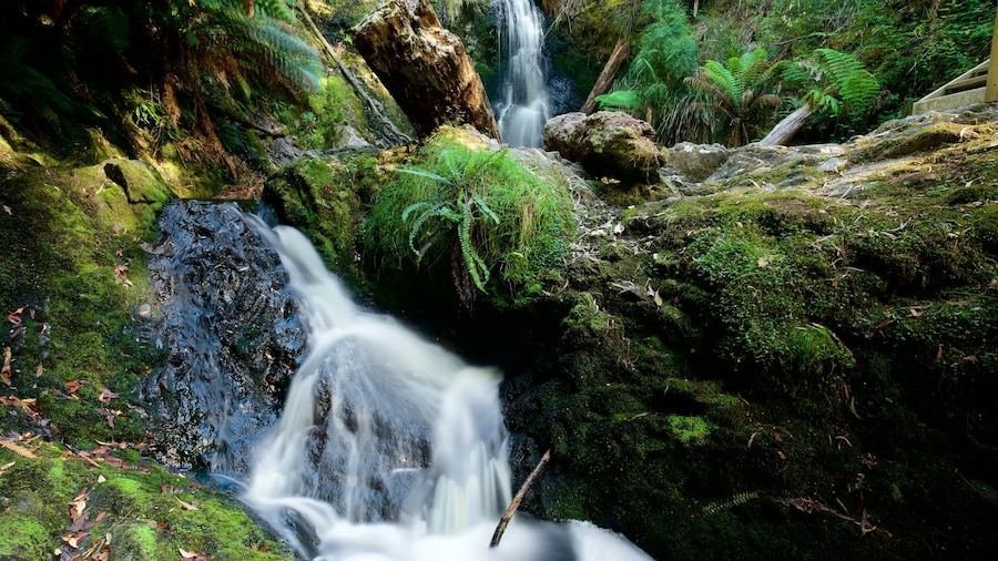 Strahan ofreciendo bosque tropical y una cascada