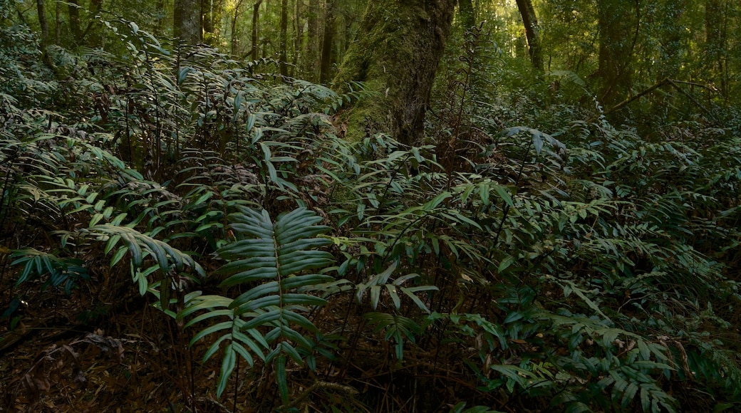 Strahan which includes rainforest