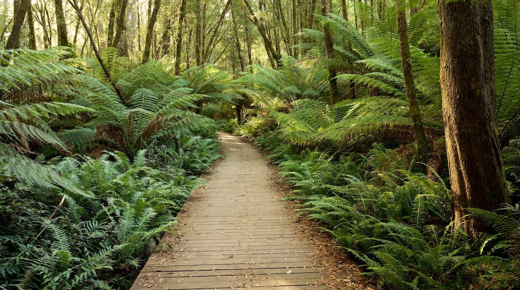 Strahan which includes a bridge and rainforest