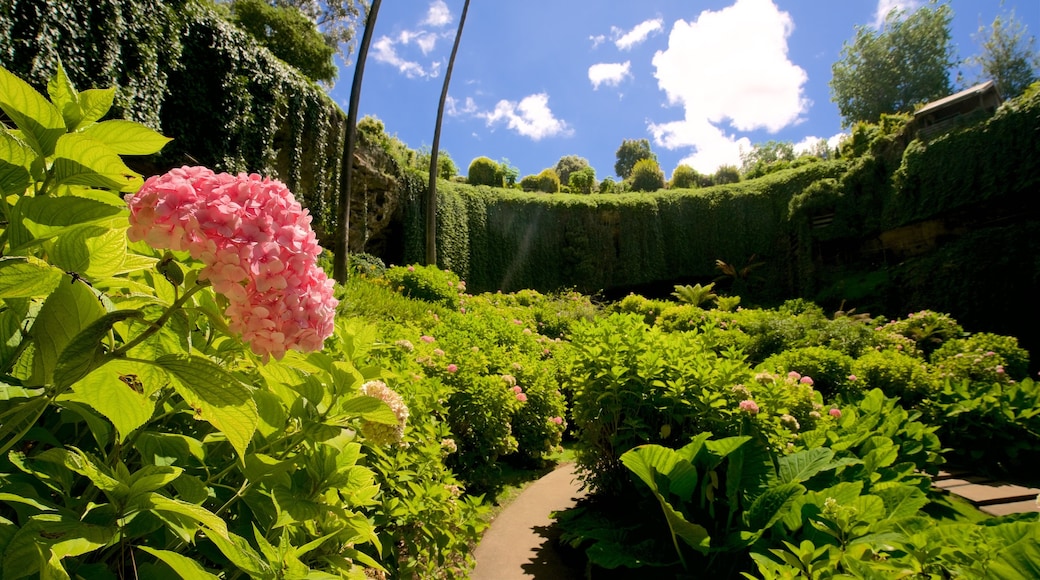 Mount Gambier som inkluderar blommor och en trädgård