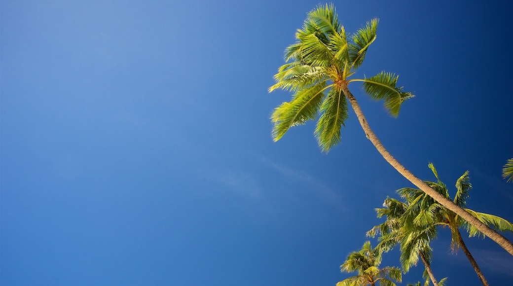 Boracay Island showing tropical scenes