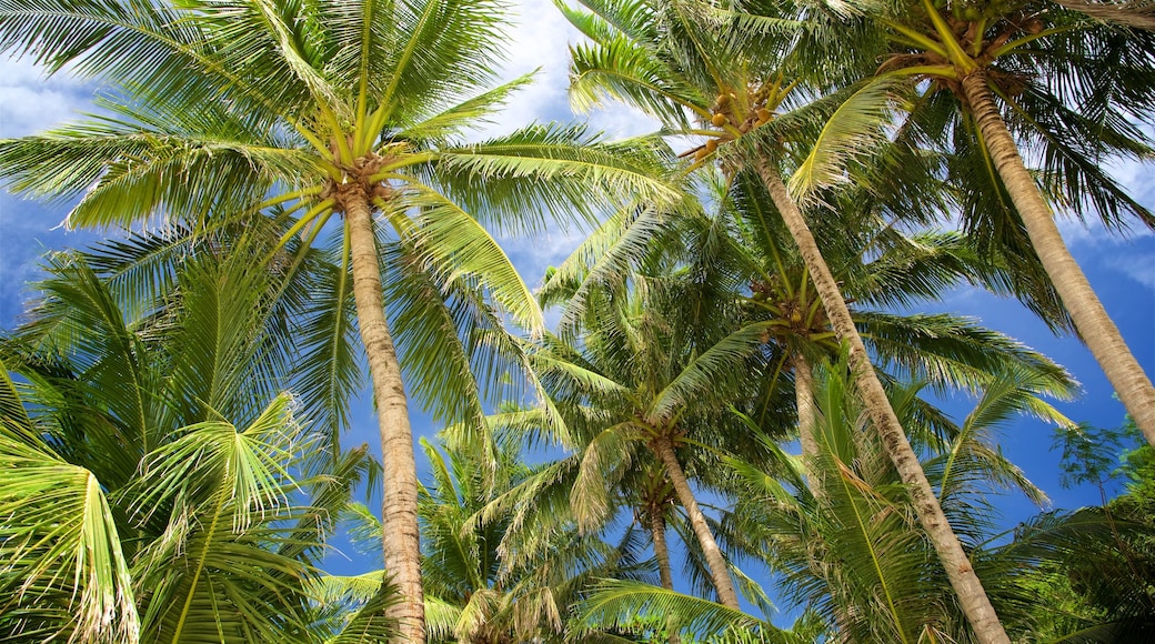 Aklan que incluye escenas tropicales y vistas de una costa