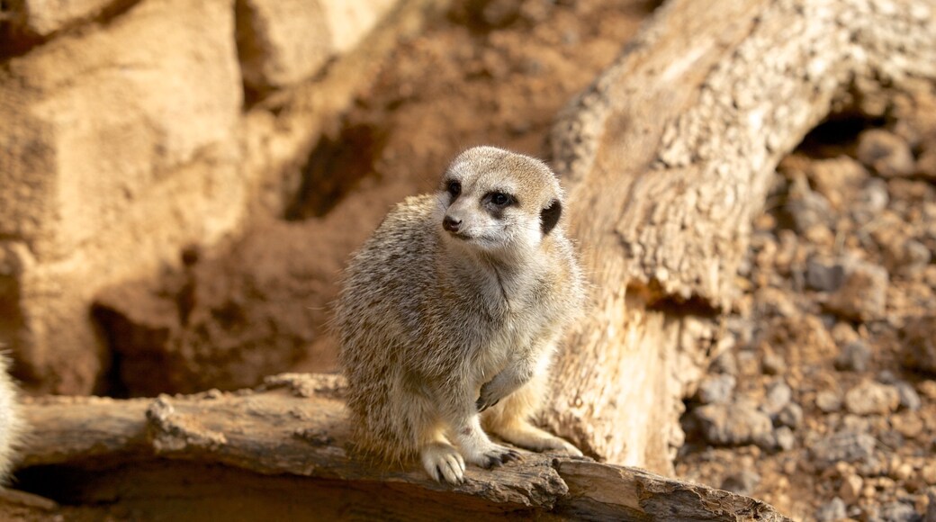 Houston Zoo welches beinhaltet Tiere und Zootiere