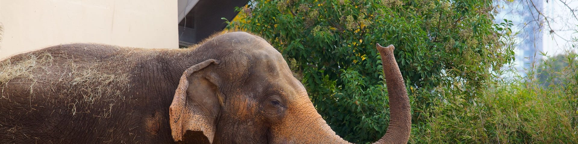 Houston Zoo