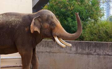 Visit Houston Zoo in Houston | Expedia