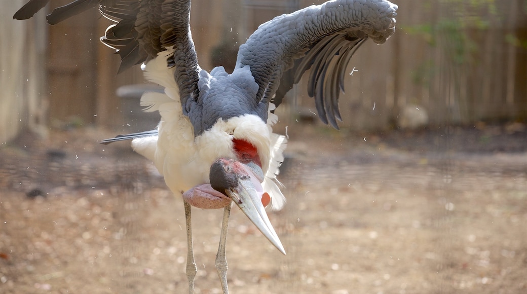 Dierentuin van Houston bevat vogels en dierentuindieren