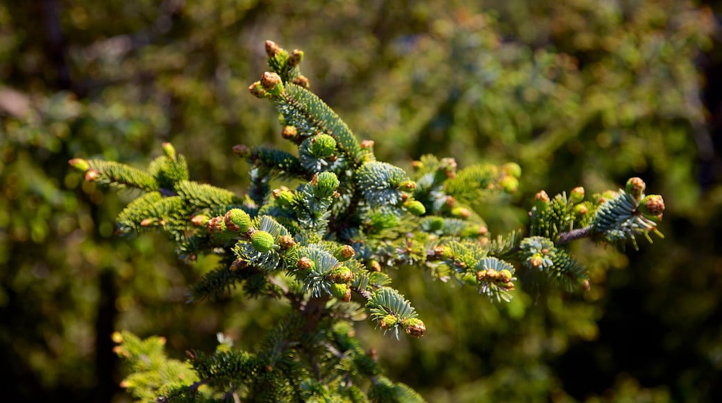 Cannon Beach bevat wilde bloemen