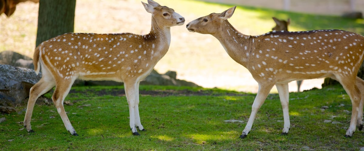 尼亞加拉瀑布城 – 紐約州西部 设有 可愛或友善的動物 和 動物園裡的動物
