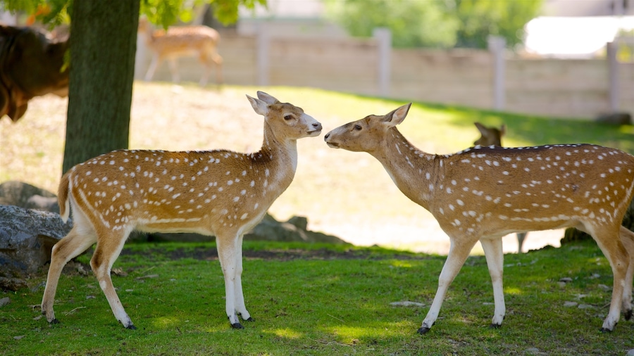Niagara Falls - Western New York inclusief dierentuindieren en schattige dieren