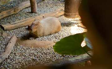 バッファロー 動物園 バッファロー 動物園 日本 バッファロー 動物園 バッファロー 動物園 日本
