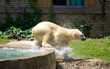 バッファロー動物園 ノース バッファロー エクスペディア バッファロー動物園 ノース バッファロー エクスペディア