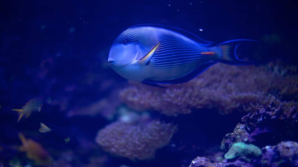 Atlantic City Aquarium mostrando vida marinha