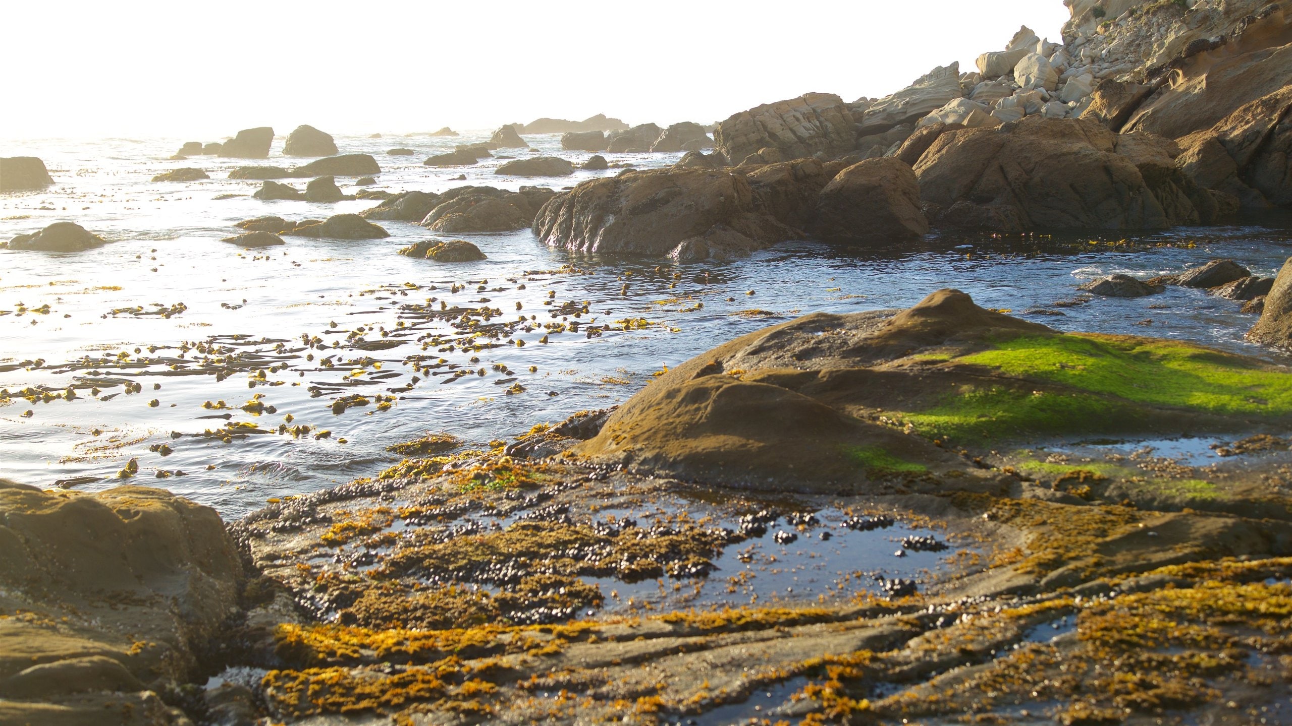 Oregon Coast featuring a sunset, rocky coastline and general coastal views