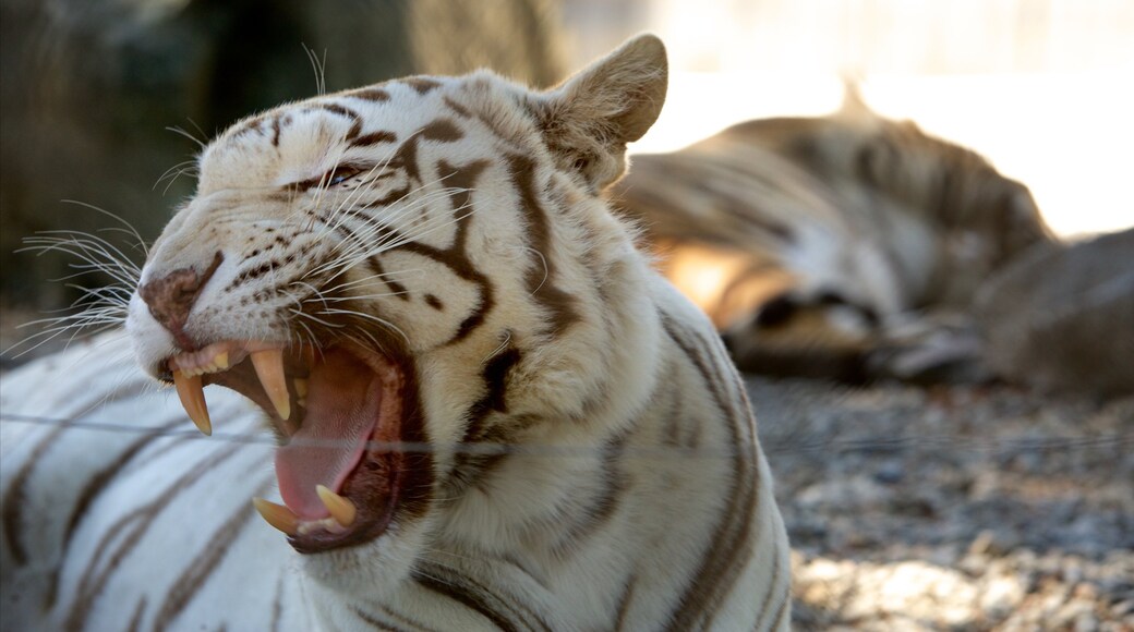 Safari 西海岸遊戲公園 设有 危險動物 和 動物園裡的動物