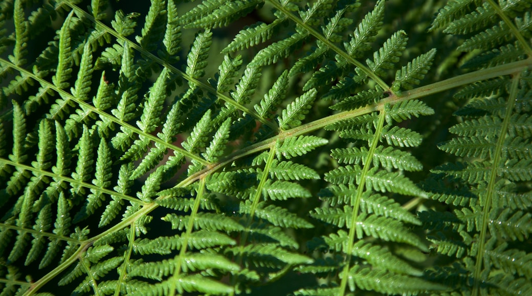 Azalea Park caracterizando floresta tropical