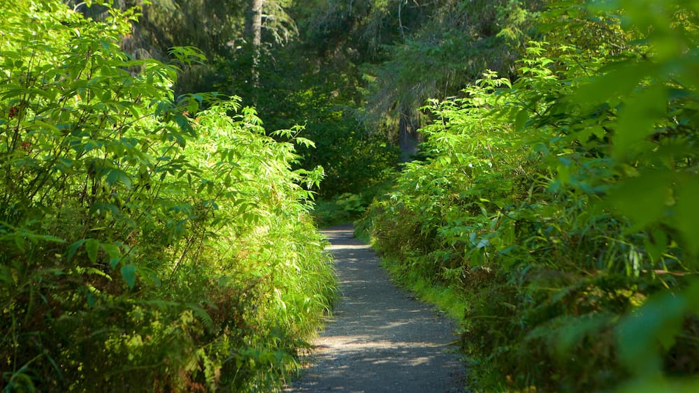 Anchorage mit einem Wälder