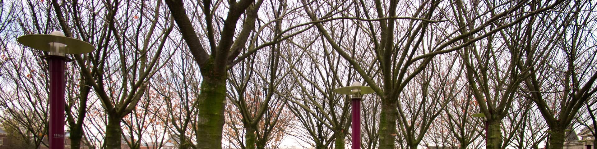 Museum Square which includes a garden