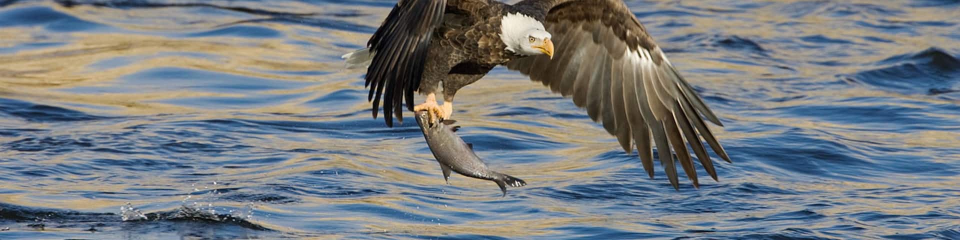 Bonners Ferry which includes animals
